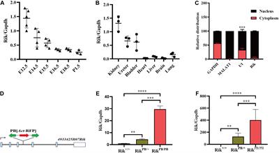 Overexpression of Long Non-coding RNA 4933425B07Rik Causes Urinary Malformations in Mice